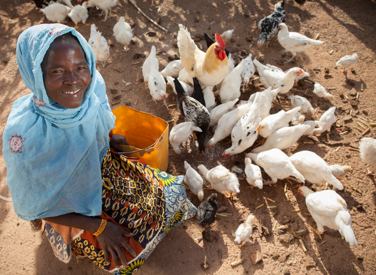 One Chicken Farm and Fifty Chicks